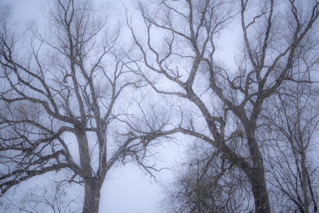 Обои картинки фото природа, деревья, ветки, зима, снег, снегопад
