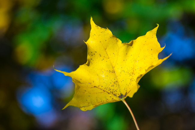Обои картинки фото природа, листья, макро, жёлтый, цвет, осень, яркий