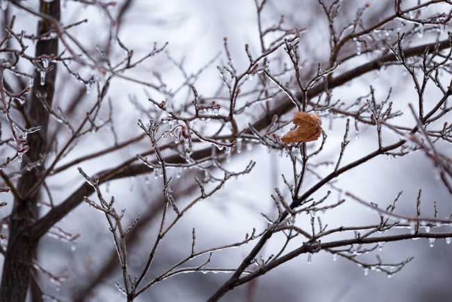 Обои картинки фото природа, листья, одиночество, ветки, лёд, холод, мороз, зима, макро