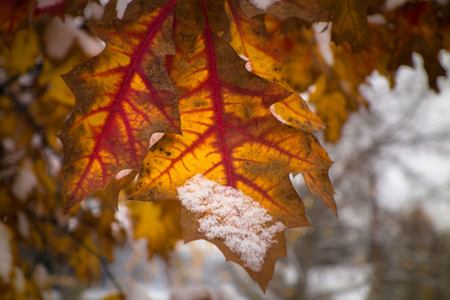 Обои картинки фото природа, листья, осень, макро, снег