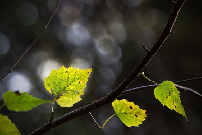 Обои картинки фото природа, листья, ветка, зелёный, макро