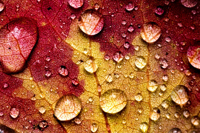 Обои картинки фото природа, макро, лист, желтый, бордовый, прожилки, капли, вода, осень