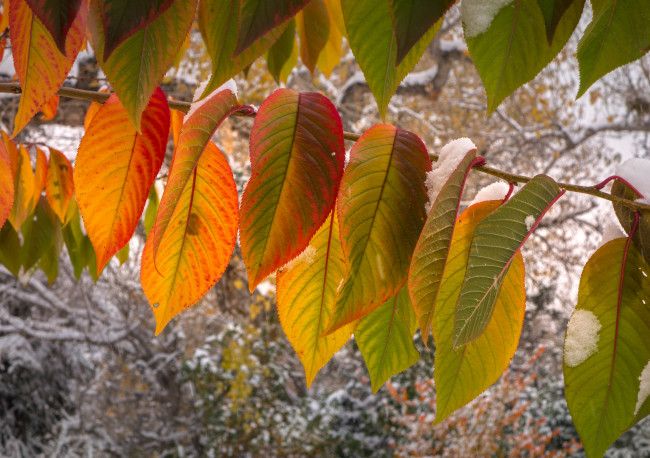 Обои картинки фото природа, листья, осень, снег, макро