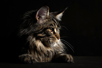 Картинка животные коты кот мейн-кун серый черный фон