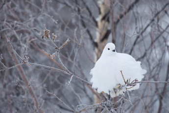Картинка животные куропатки +рябчики +перепела белая птица белохвостая куропатка ветки зима