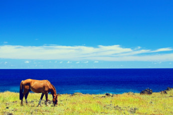 Картинка животные лошади лошадь конь пастбище небо облака море