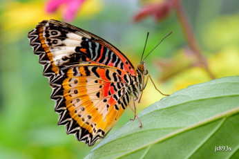 Картинка животные бабочки +мотыльки +моли цвета макро крылышки