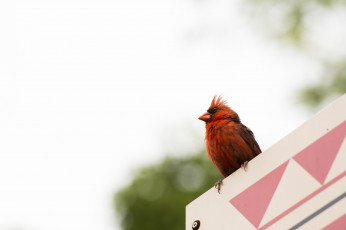 Картинка животные кардиналы красный птичка