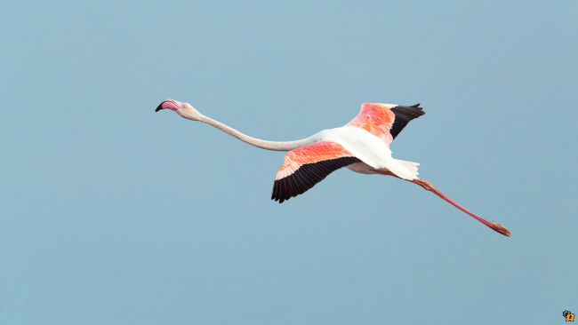 Обои картинки фото животные, фламинго, полёт, небо