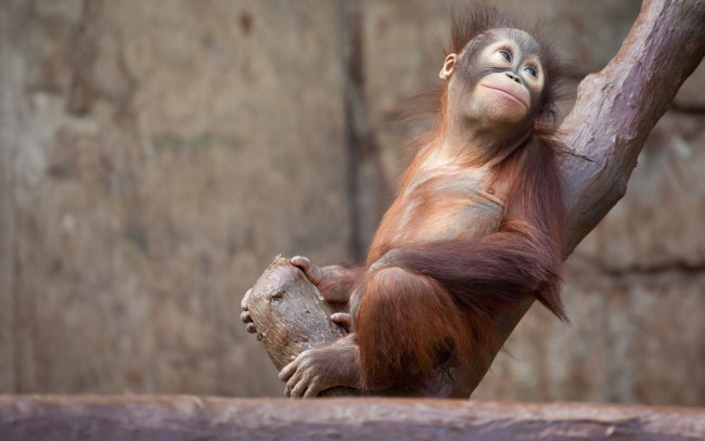 Обои картинки фото животные, обезьяны, взгляд, бревно, орангутанг, обезьяна