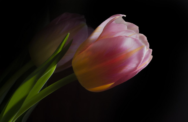 Обои картинки фото цветы, тюльпаны, тюльпан, бутон, розовый, макро