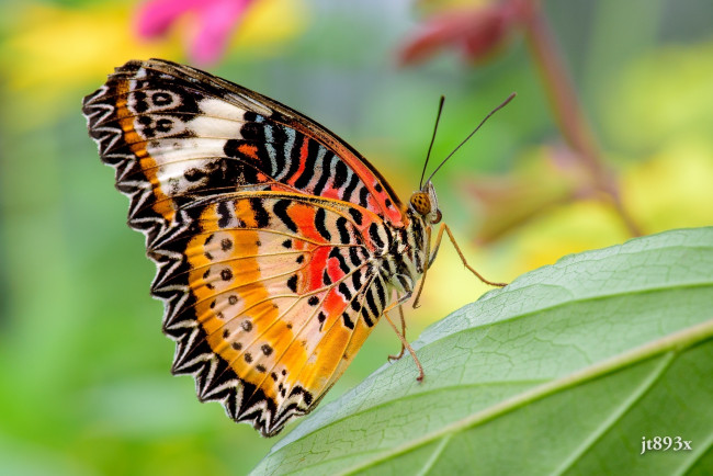 Обои картинки фото животные, бабочки,  мотыльки,  моли, цвета, макро, крылышки