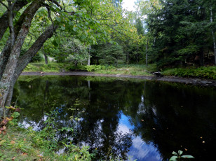 Картинка природа реки озера отражение река деревья