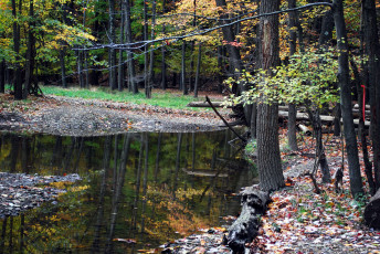 Картинка природа реки озера осень деревья ручей листва