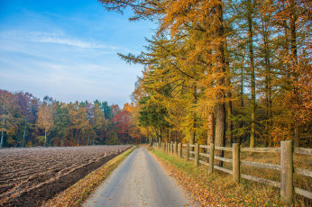 Картинка природа дороги осень поле дорога лес деревья