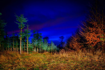 Картинка природа другое поляна деревья пейзаж ночь