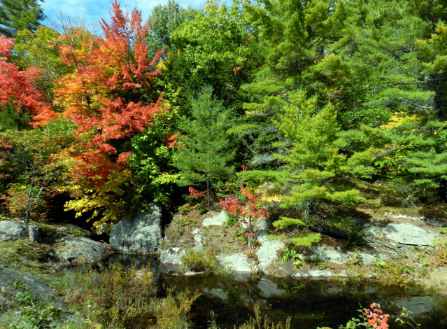 Обои картинки фото природа, деревья, осень, камни