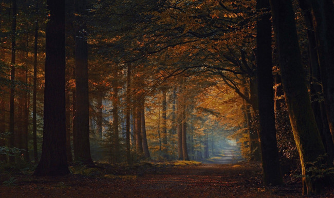 Обои картинки фото природа, лес, листопад, деревья, дорога, осень