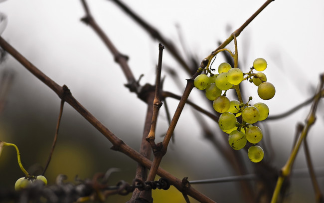 Обои картинки фото природа, Ягоды,  виноград, гроздь