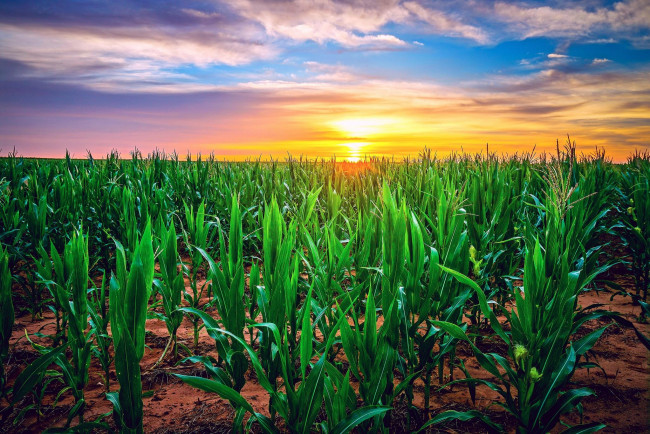 Обои картинки фото природа, поля, кукуруза, закат, поле, сша, техас