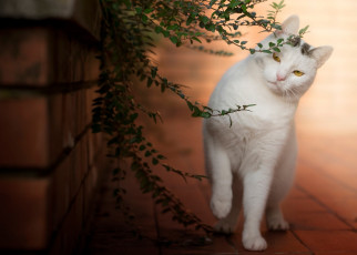 Картинка животные коты листья красавица кошечка