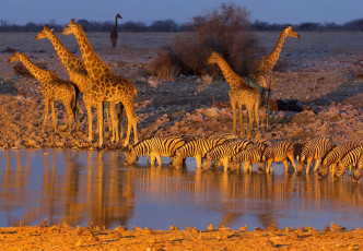 Картинка животные разные+вместе жирафы водопой зебры