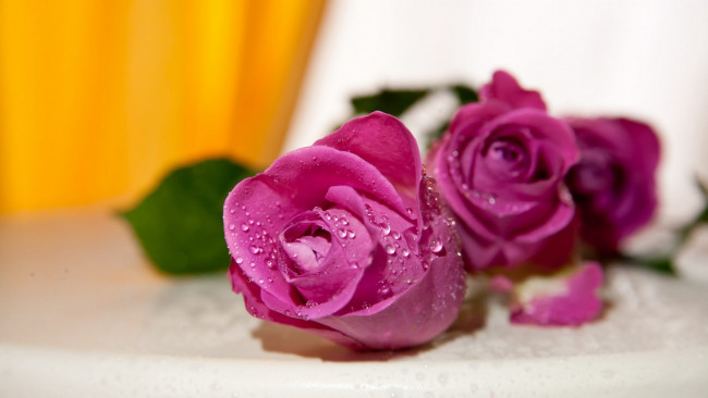 Обои картинки фото цветы, розы, бутоны, капли