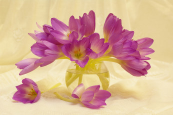 Картинка цветы тюльпаны букетик крокусы растения