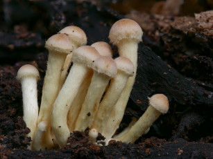 Картинка природа грибы beat buetikofer макро
