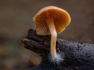 Картинка природа грибы гриб beat buetikofer макро