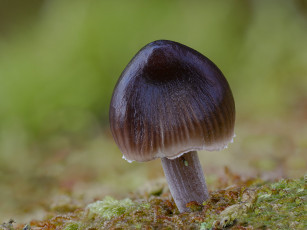 Картинка природа грибы макро гриб beat buetikofer