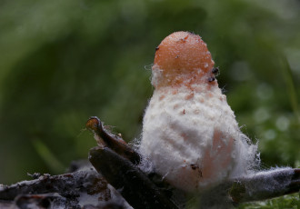 Картинка природа грибы beat buetikofer гриб макро