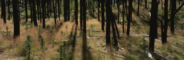 Картинка природа лес бревна холмы