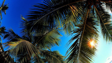 Картинка природа тропики небо пальмы солнце