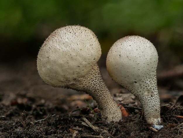 Обои картинки фото природа, грибы, beat, buetikofer, макро