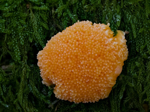 Обои картинки фото природа, грибы, макро, beat, buetikofer