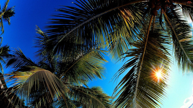 Обои картинки фото природа, тропики, небо, пальмы, солнце