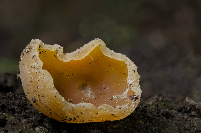 Обои картинки фото природа, грибы, beat, buetikofer, макро, гриб