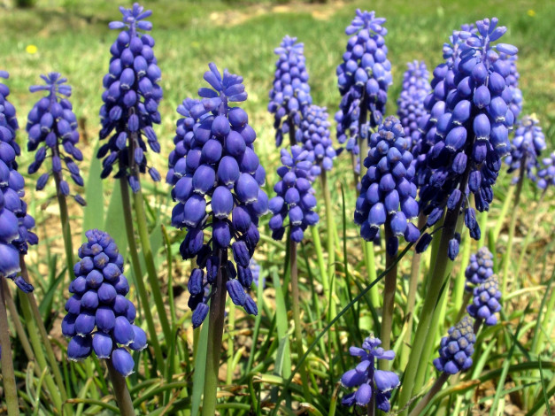 Обои картинки фото цветы, мускари, синие, весна