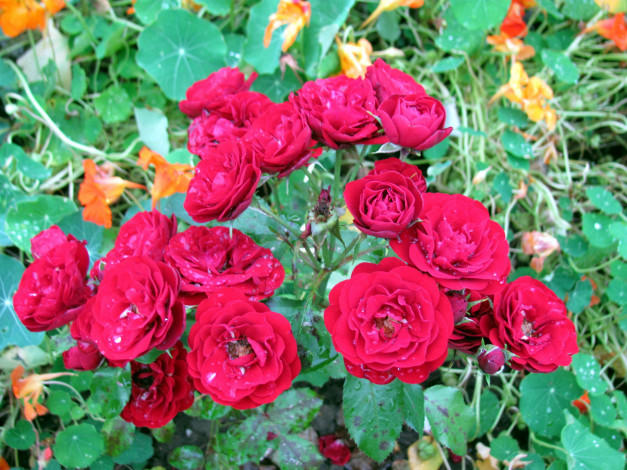 Обои картинки фото цветы, розы, куст, капли
