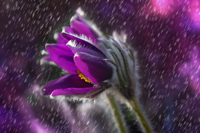 Обои картинки фото цветы, анемоны,  сон-трава, сон-трава, дождь, капли