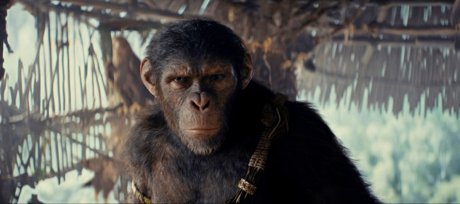 Обои картинки фото kingdom of the planet of the apes ,  2024 , кино фильмы, -unknown , другое, планета, обезьян, новое, царство, фантастика, боевик, персонаж, proximus, caesar
