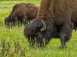 Картинка животные зубры бизоны трава