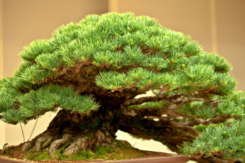 Картинка природа деревья бонсай