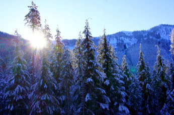 обоя природа, зима, снег, солнце, горы, ель