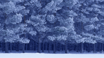 Картинка природа лес снег