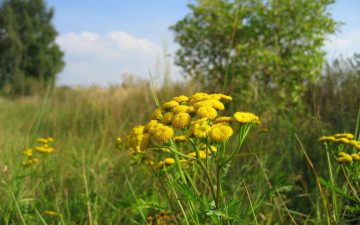 Картинка пижма цветы луговые полевые желтый