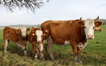 Картинка животные коровы буйволы телята стадо пастбище
