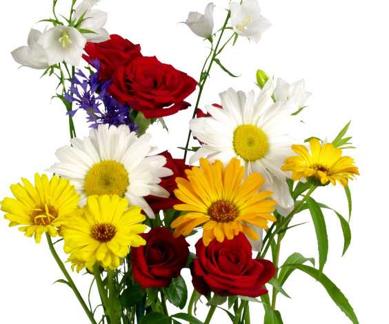 Обои картинки фото цветы, разные, вместе, ромашки, календула, розы, колокольчики
