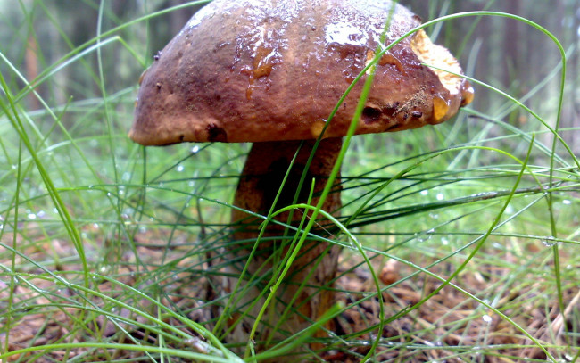 Обои картинки фото природа, грибы, трава, гриб, капли